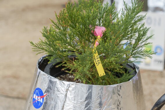 A Southern California school plants a ‘Moon Tree’ grown with seeds flown in space